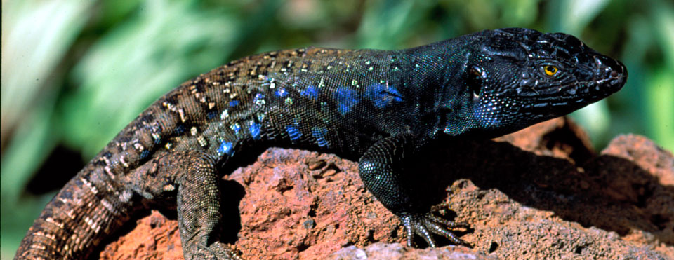 Lagarto moteado