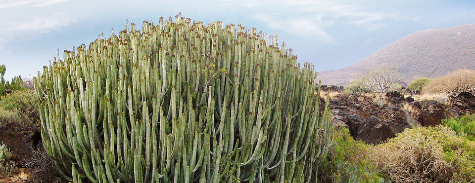 Cardón